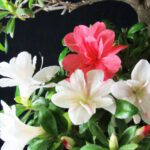 Azalea Satsuki Spp. - immagine 7