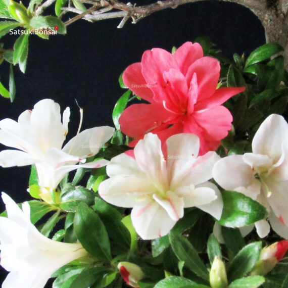 Azalea Satsuki Spp. - immagine 7