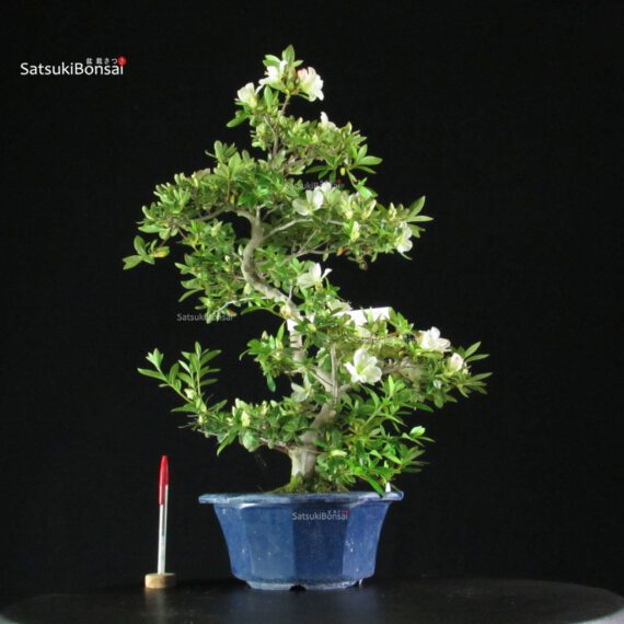 Azalea Satsuki RIOKKA NO IZUMI - immagine 4