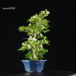 Azalea Satsuki RIOKKA NO IZUMI - immagine 5