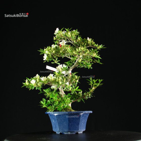 Azalea Satsuki RIOKKA NO IZUMI - immagine 6