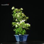 Azalea Satsuki RIOKKA NO IZUMI - immagine 7