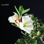 Azalea Satsuki RIOKKA NO IZUMI - immagine 9