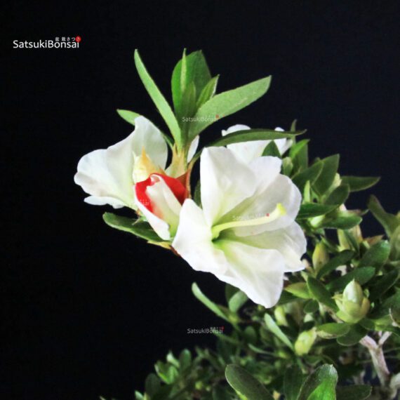 Azalea Satsuki RIOKKA NO IZUMI - immagine 9