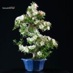 Azalea Satsuki RIOKKA NO IZUMI