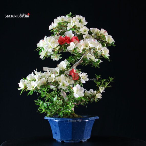 Azalea Satsuki RIOKKA NO IZUMI - immagine 3