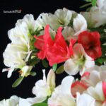 Azalea Satsuki RIOKKA NO IZUMI - immagine 8