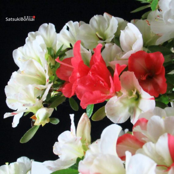 Azalea Satsuki RIOKKA NO IZUMI - immagine 8