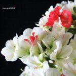 Azalea Satsuki RIOKKA NO IZUMI - immagine 2