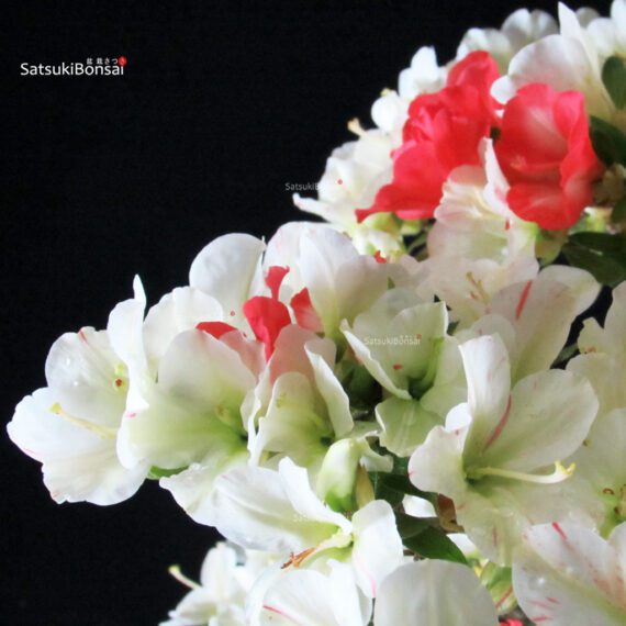 Azalea Satsuki RIOKKA NO IZUMI - immagine 2