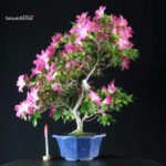 Azalea Satsuki ASUKA-NO-HOMARE