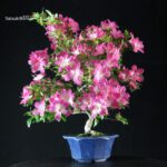 Azalea Satsuki ASUKA-NO-HOMARE - immagine 3