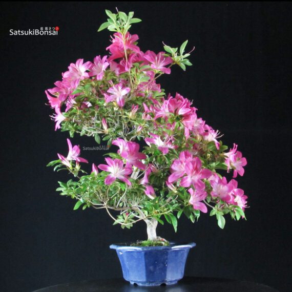 Azalea Satsuki ASUKA-NO-HOMARE - immagine 4