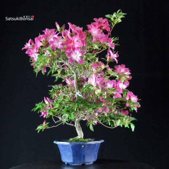 Azalea Satsuki ASUKA-NO-HOMARE - immagine 5