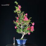 Azalea Satsuki NARURU