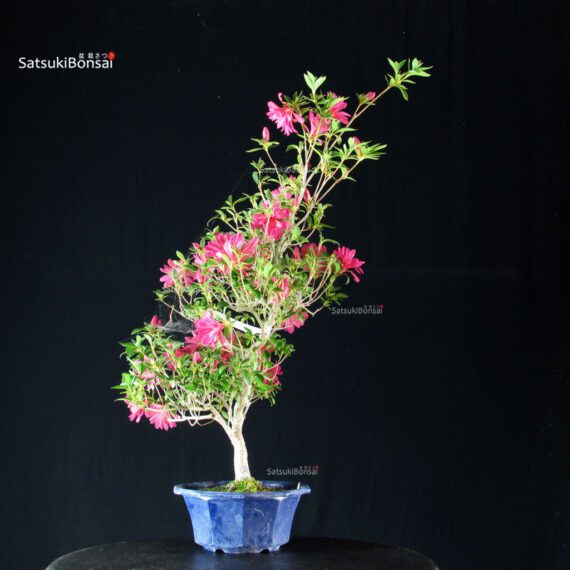 Azalea Satsuki NARURU - immagine 3