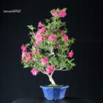 Azalea Satsuki NARURU - immagine 4