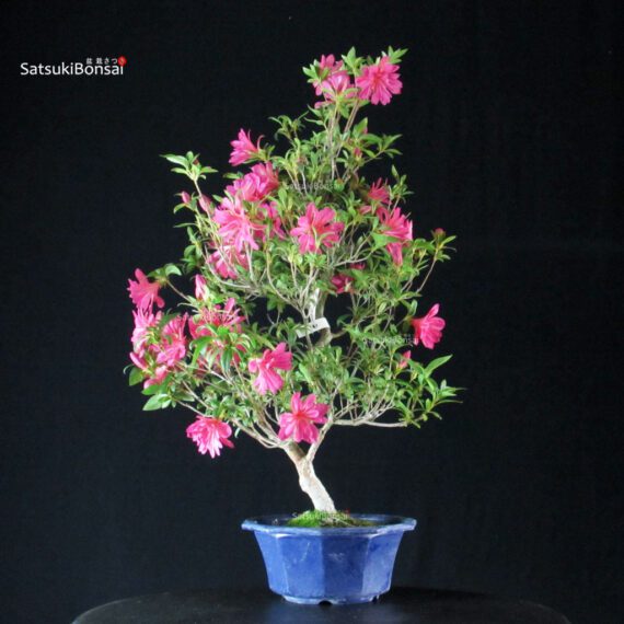 Azalea Satsuki NARURU - immagine 4