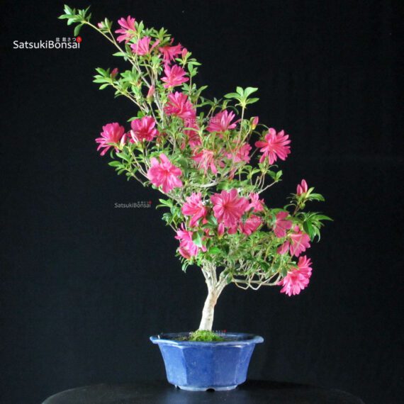 Azalea Satsuki NARURU - immagine 5