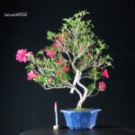 Azalea Satsuki NARURU