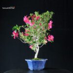 Azalea Satsuki NARURU - immagine 3