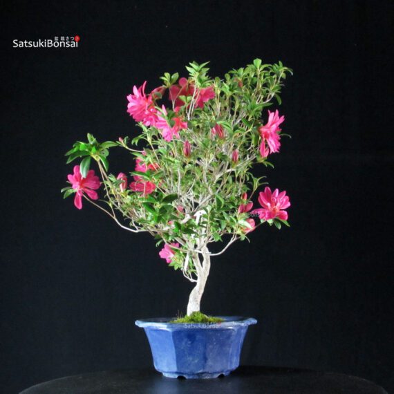 Azalea Satsuki NARURU - immagine 3