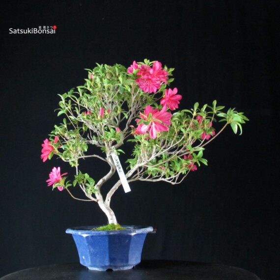 Azalea Satsuki NARURU - immagine 4