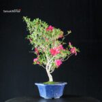 Azalea Satsuki NARURU - immagine 5