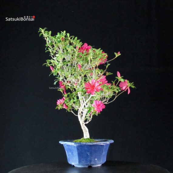 Azalea Satsuki NARURU - immagine 5