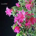 Azalea Satsuki NARURU - immagine 2