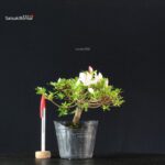 Azalea Satsuki KOTARO