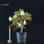 Azalea Satsuki KOTARO