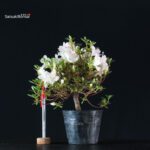 Azalea Satsuki KOTARO