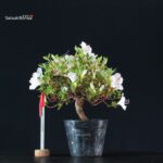 Azalea Satsuki KOTARO