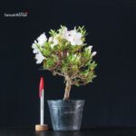 Azalea Satsuki KOTARO