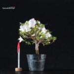 Azalea Satsuki KOTARO