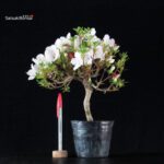 Azalea Satsuki KOTARO