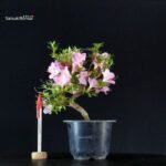 Azalea Satsuki SAKURA KOMACHI