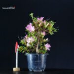 Azalea Satsuki SAKURA KOMACHI