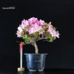 Azalea Satsuki SAKURA KOMACHI