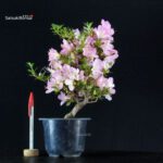 Azalea Satsuki SAKURA KOMACHI