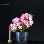 Azalea Satsuki SAKURA KOMACHI