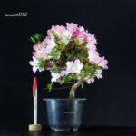 Azalea Satsuki SAKURA KOMACHI