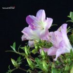 Azalea Satsuki SAKURA KOMACHI - immagine 2