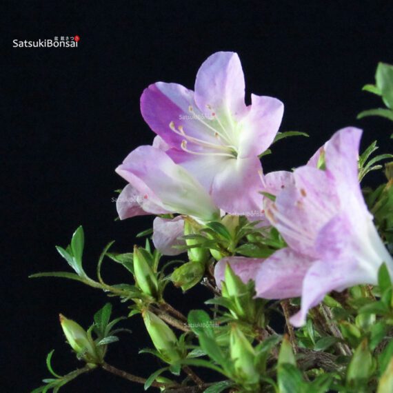 Azalea Satsuki SAKURA KOMACHI - immagine 2