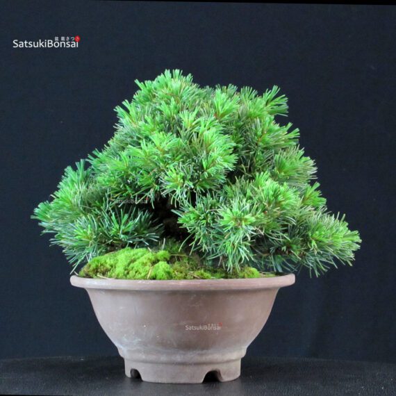 Pinus Pentaphylla - Goyomatsu - immagine 2