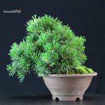 Pinus Pentaphylla - Goyomatsu - immagine 3