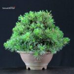 Pinus Pentaphylla - Goyomatsu - immagine 4