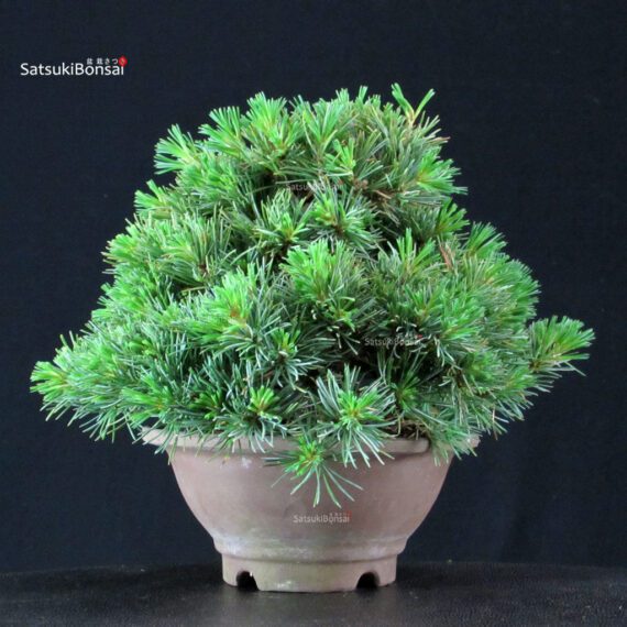 Pinus Pentaphylla - Goyomatsu - immagine 4