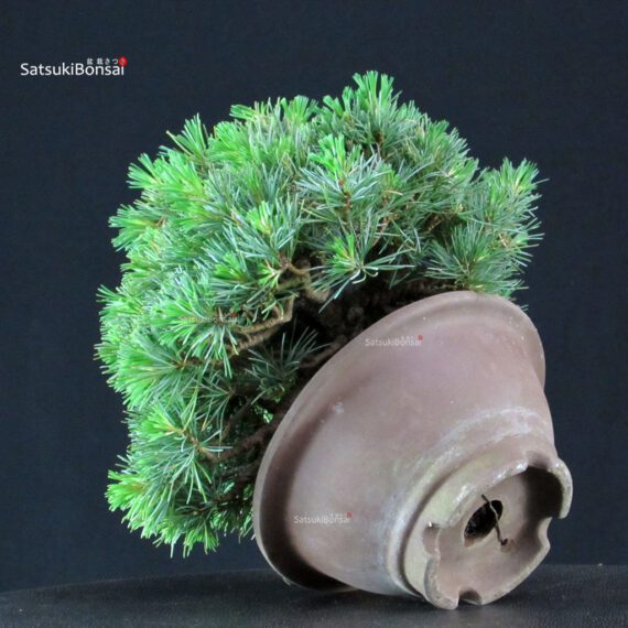 Pinus Pentaphylla - Goyomatsu - immagine 5